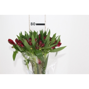 ALSTROEMERIA GALERAS 080 CM