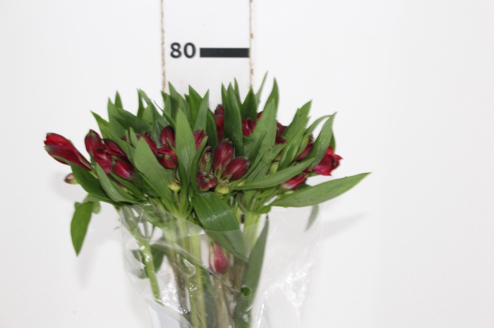 <h4>ALSTROEMERIA GALERAS 080 CM</h4>