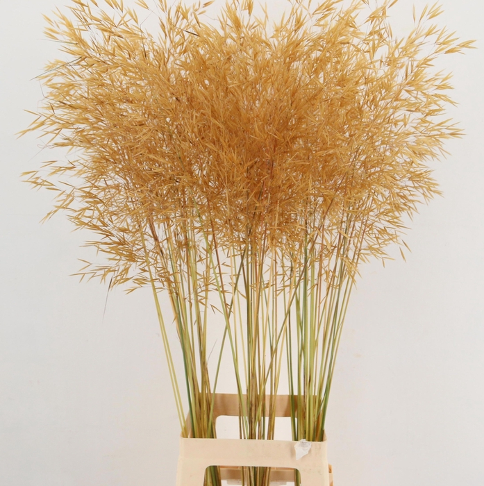 <h4>STIPA GIGANTEA</h4>