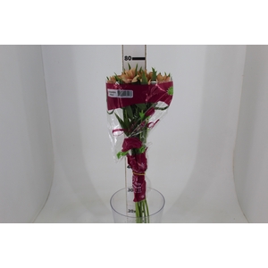 ALSTROEMERIA CANYON 080 CM