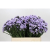 Limonium sinuatum Donau Birds