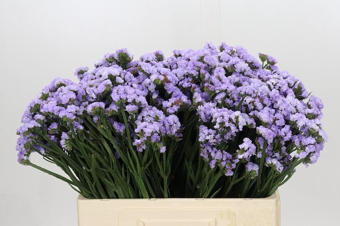 <h4>Limonium Donau Birds</h4>