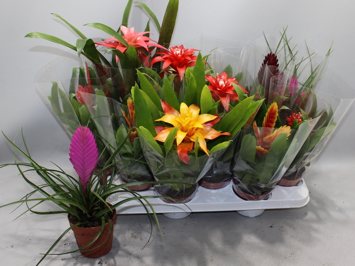 <h4>BROMELIA GEM</h4>