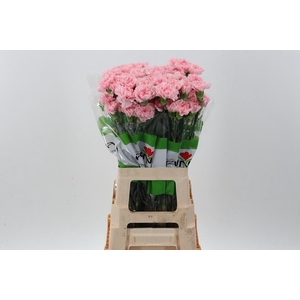 Di St Pink Doncel Box