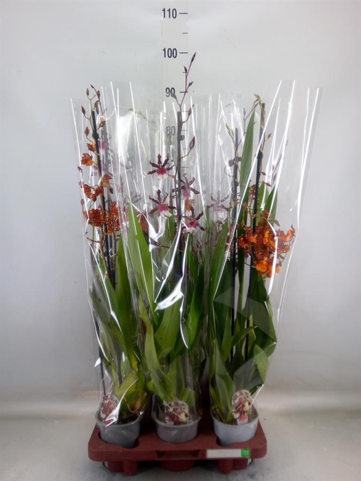 <h4>Cambria   ...mix</h4>