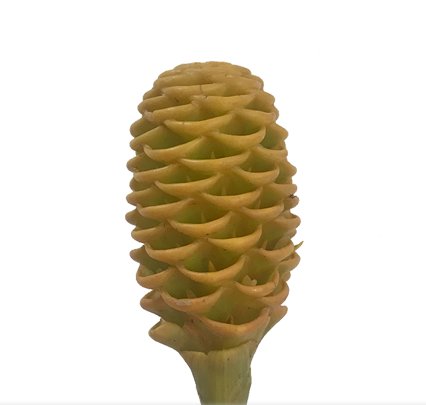 ZINGIBER SPECTABILE
