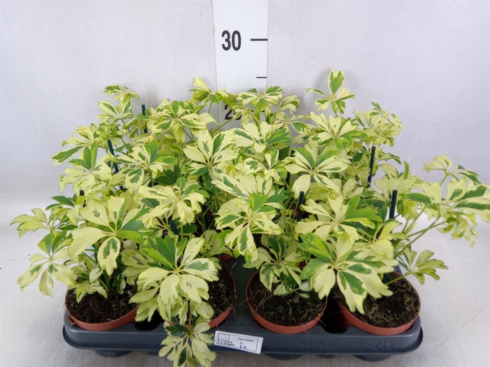 <h4>Schefflera arbor. 'Janine'</h4>