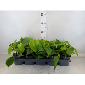 Philodendron scand.