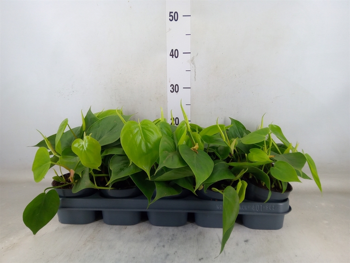 <h4>Philodendron scand.</h4>