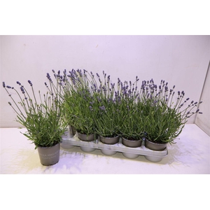 Lavan An Essence Pur