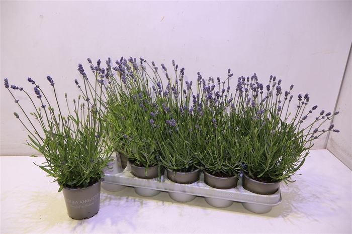 <h4>Lavan An Essence Pur</h4>