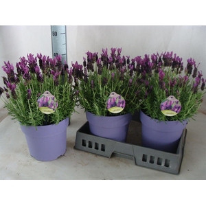 Lavandula stoec.