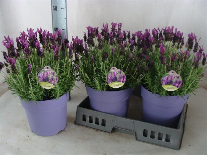 <h4>Lavandula stoec.</h4>