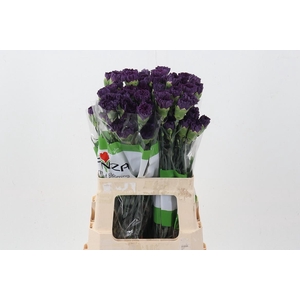 Di St Extasis 60cm