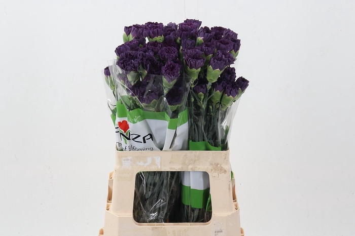 <h4>Di St Extasis 60cm</h4>