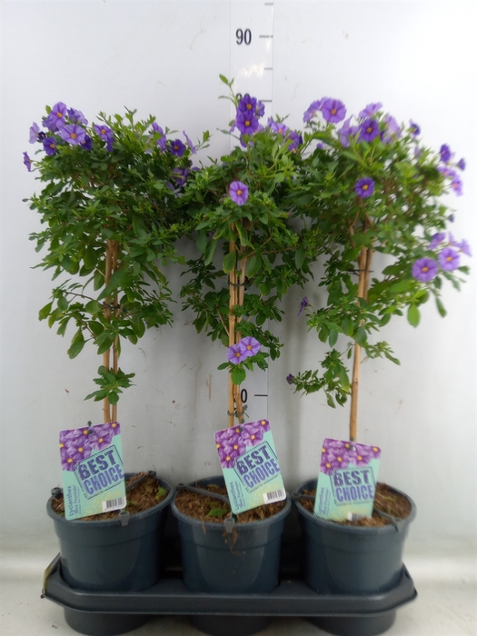 <h4>Lycianthes ran. 'Blue Fountain'</h4>