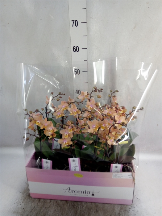 <h4>Phalaenopsis multi.   ...rose</h4>