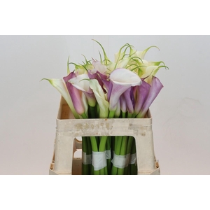 Zantedeschia Eydolls Mixed in Bucket