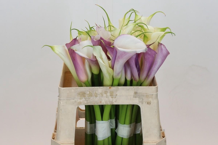 <h4>Zantedeschia Eydolls gemengd in fust</h4>