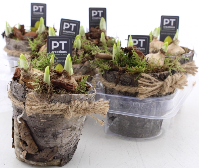 <h4>ARR N TETE A TETE</h4>