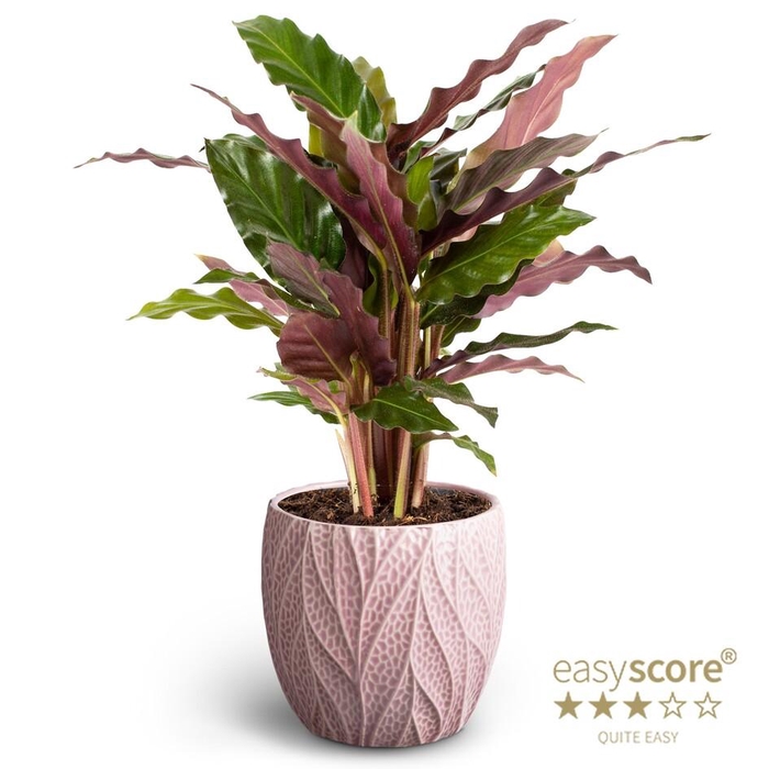 <h4>CALATHEA RUFIBARBA P12 LEAF ROSE</h4>