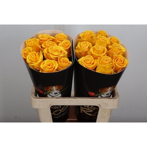 Wax-Rozen Wax Geel w19