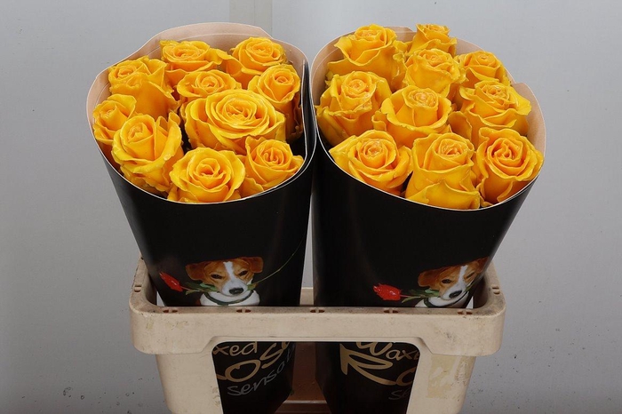 <h4>Wax-Rozen Wax Geel w19</h4>