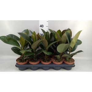 Ficus elastica 'Robusta'