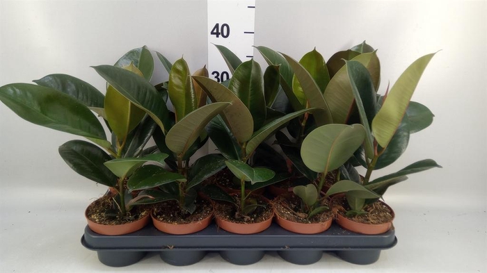 <h4>Ficus elastica 'Robusta'</h4>