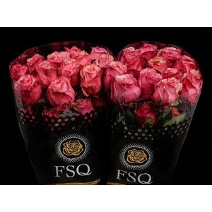 R Gr Art Rose