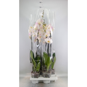 Phalaenopsis   ...white