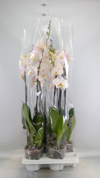 <h4>Phalaenopsis ...white</h4>