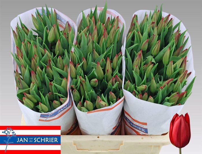 <h4>Tu En Strong Love</h4>