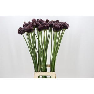 Allium Amarante