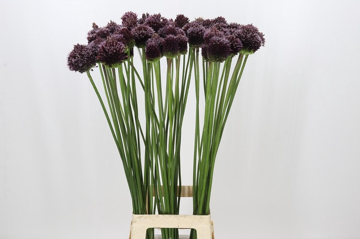 <h4>Allium Amarante</h4>