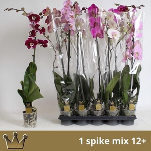 PHAL GEM 7 KL