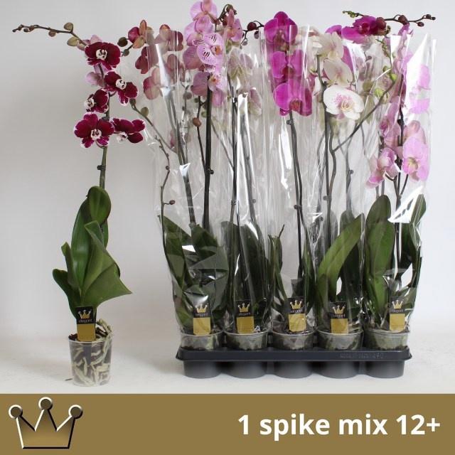 <h4>PHAL GEM 7 KL</h4>