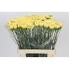 Dianthus St Reina Oro