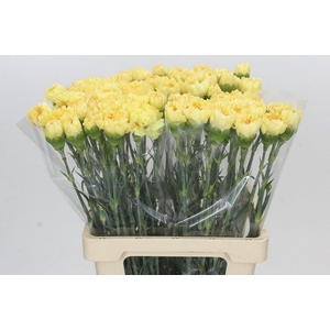 Dianthus St Reina Oro