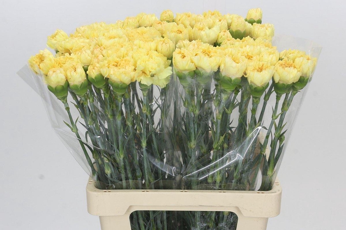 <h4>Dianthus St Reina Oro</h4>