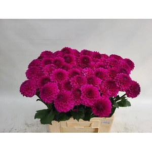 DAHL BALL PURPLE FOX
