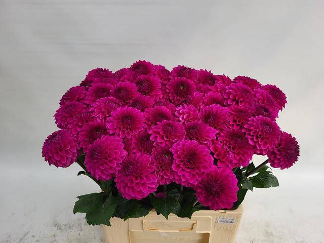<h4>DAHL BALL PURPLE FOX</h4>