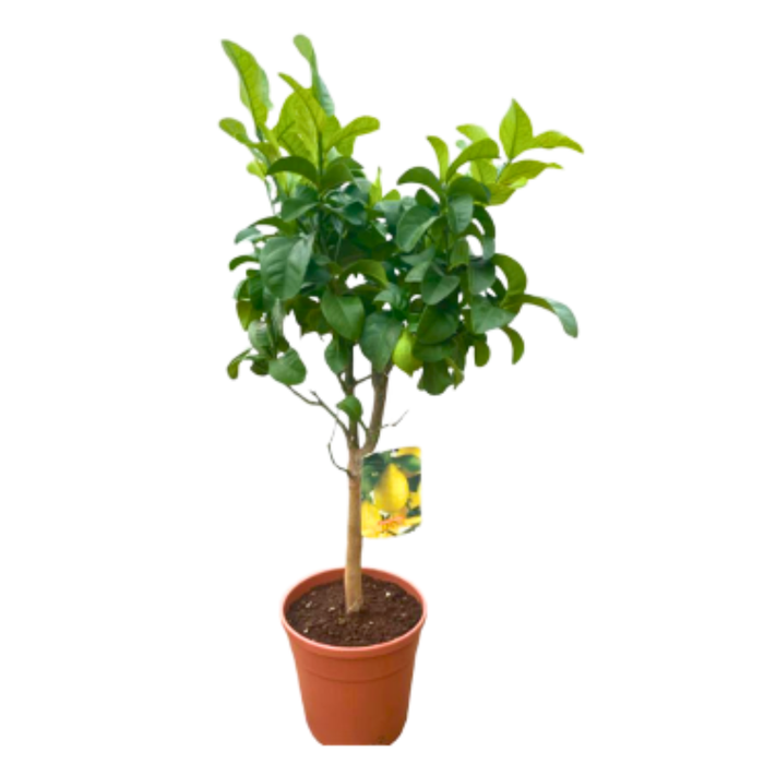 <h4>Citrus hystrix</h4>