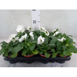 Viola wr. 'Delta Pure White'