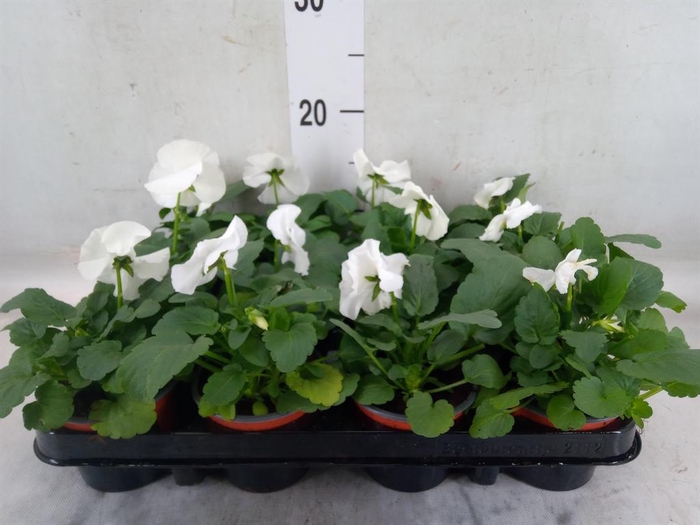 <h4>Viola wr. 'Delta Pure White'</h4>