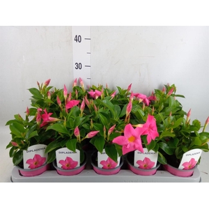 Mandevilla sand. 'Rio Pink'