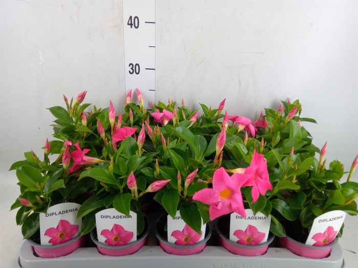 <h4>Mandevilla sand. 'Rio Pink'</h4>