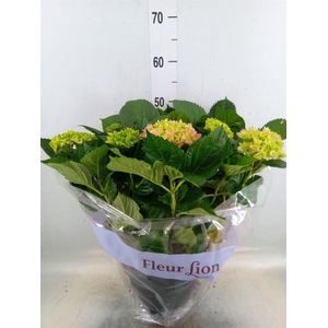 Hydrangea mac. 'Hi River'