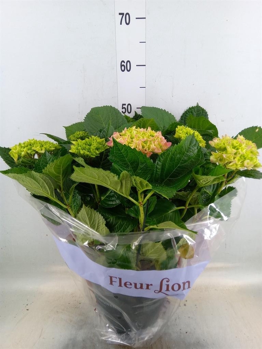 <h4>Hydrangea mac. 'Hi River'</h4>