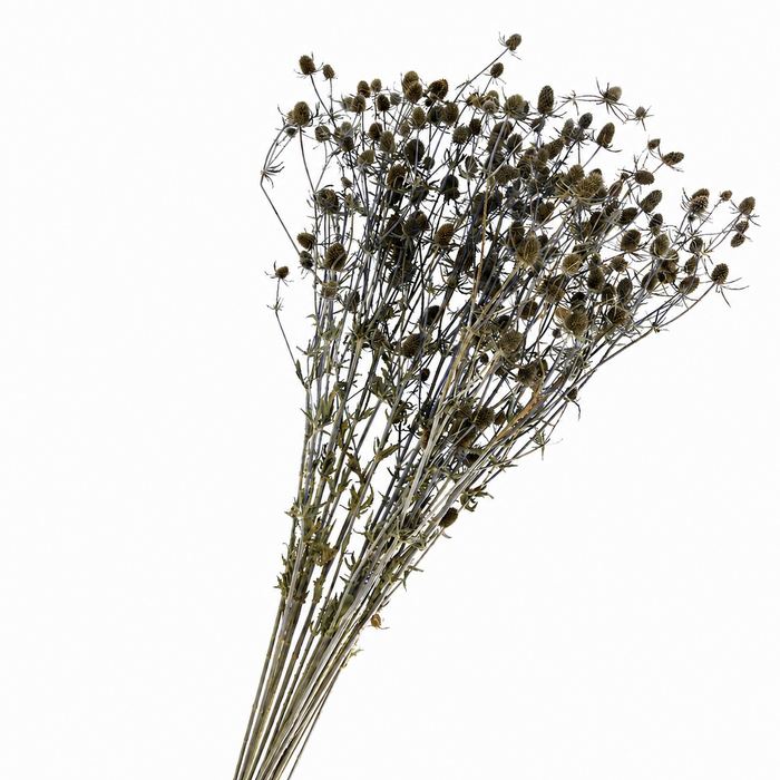 <h4>Dried Eryngium Blue</h4>
